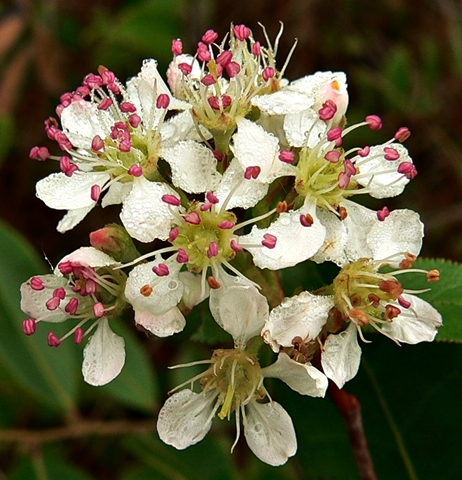 {Aronia arbutifolia}